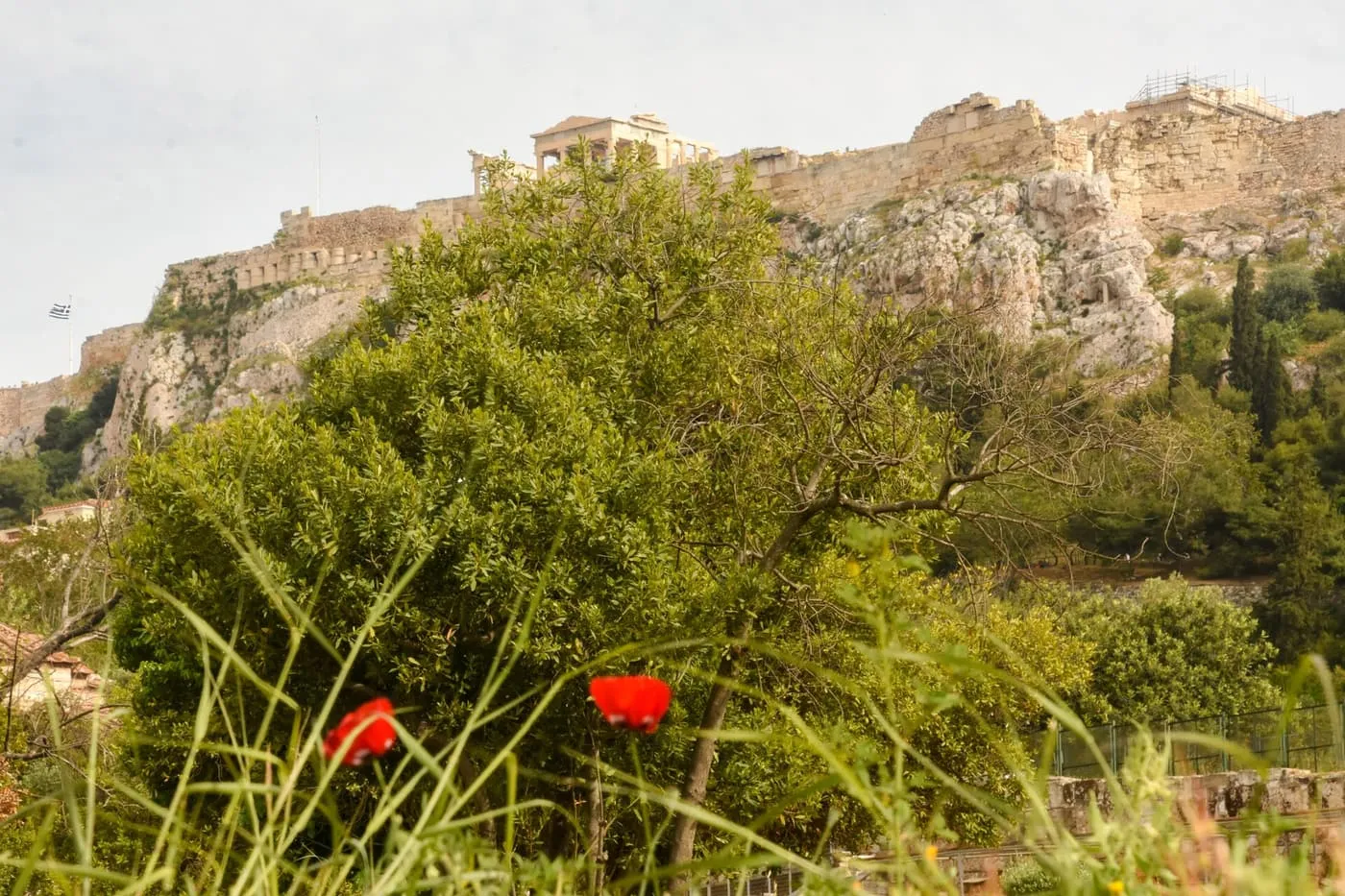 Two red poppies in tall green grass in front of a leafy tree, with the rock, walls and Erechtheion of the Acropolis rising behind under a pale spring sky
