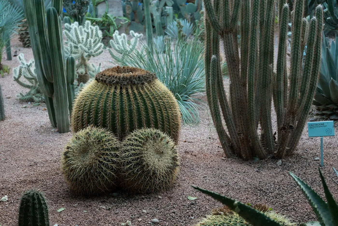 Golden barrel cacti and tall organ-pipe cacti on gravel in the Jardin Majorelle, with a small plant label at the right