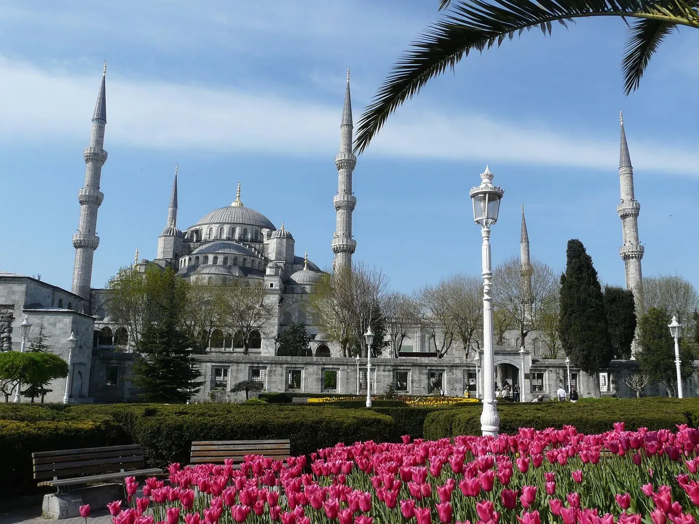 The Blue Mosque and its minarets seen across a bed of pink tulips in Sultanahmet Park
