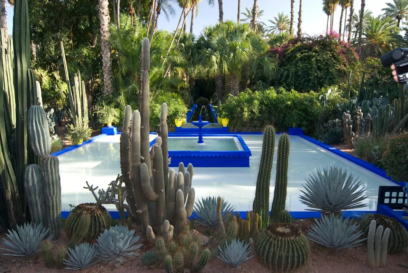 A pale blue pool with a cobalt-blue fountain among tall cacti, agaves and palms in the Jardin Majorelle
