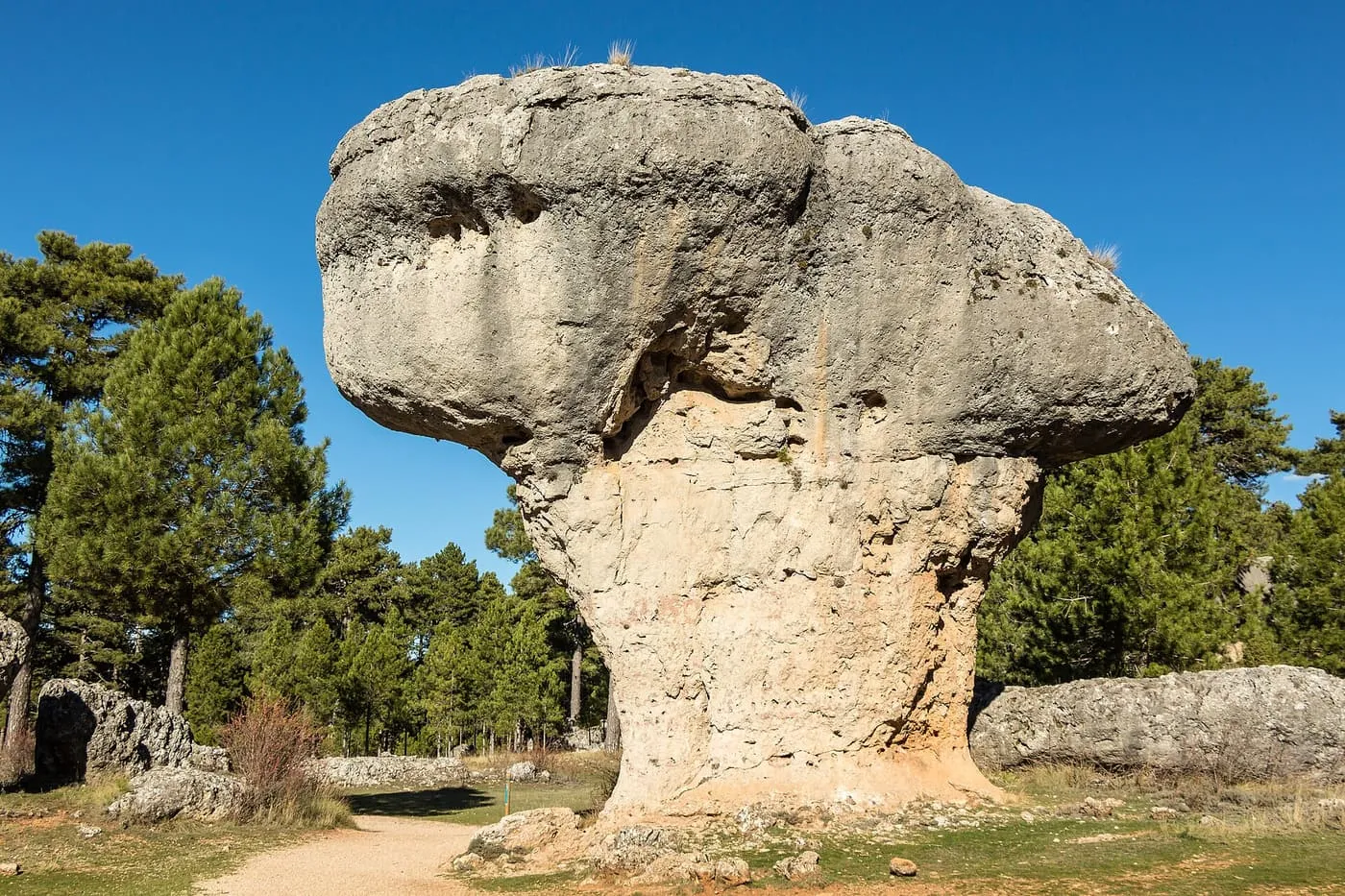 A mushroom-shaped limestone rock standing among pine trees on a gravel path in the Ciudad Encantada