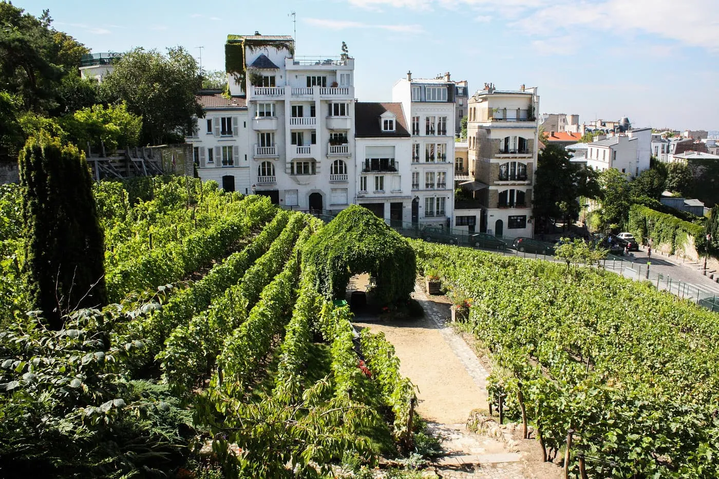Rows of vines in the Clos Montmartre vineyard, with a path arch in the middle and white apartment blocks on the far side