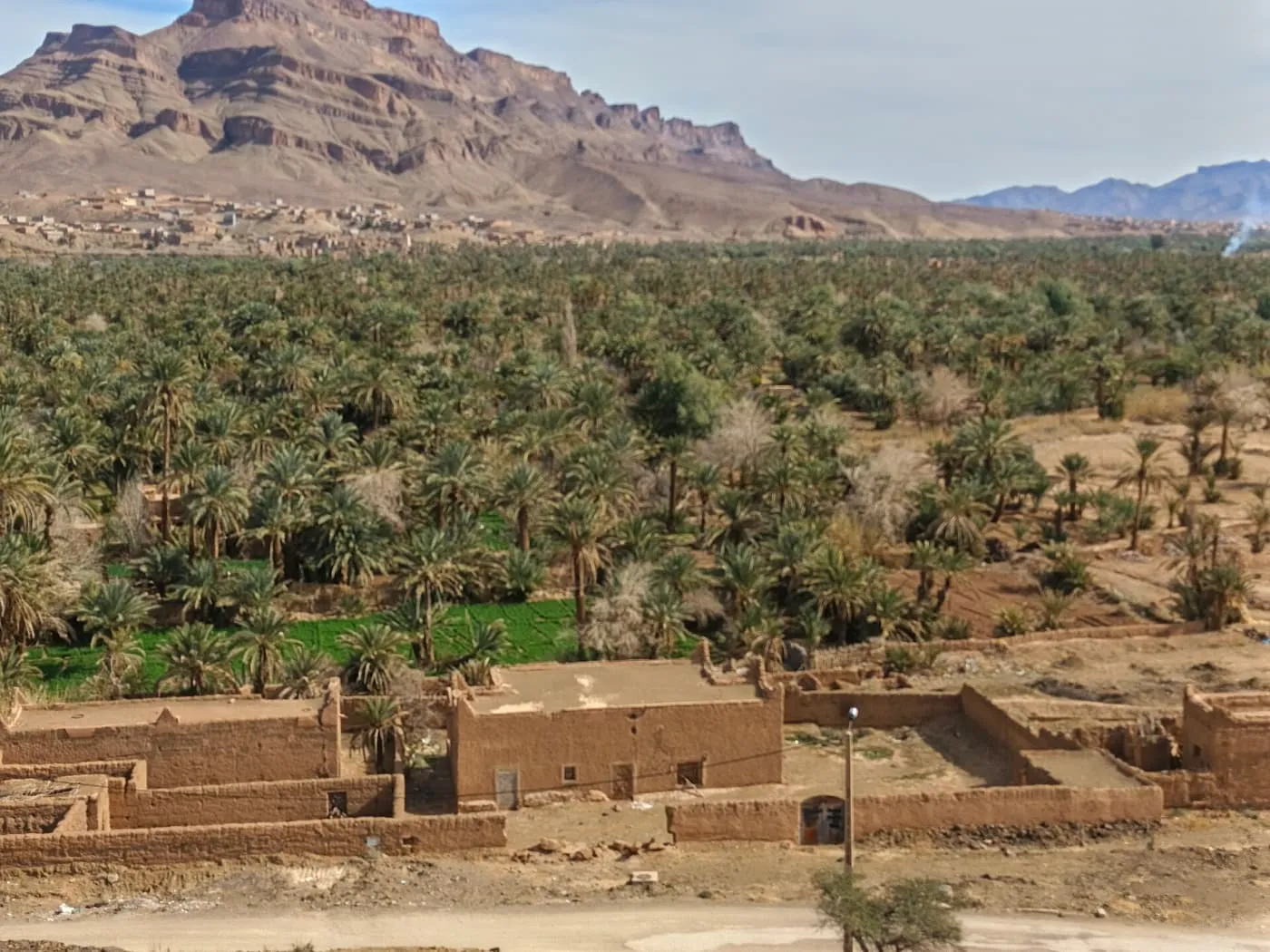 A palm grove stretching to a rocky mountain above flat-roofed earthen houses in the Draa valley