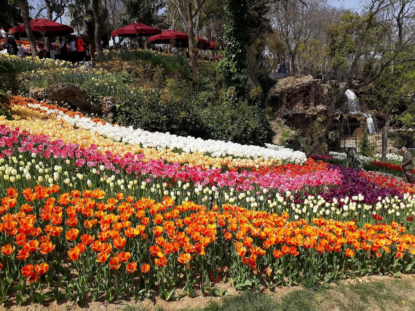 Curving beds of orange, pink, white and yellow tulips on a slope in Emirgan Park