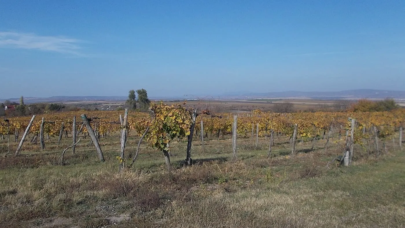 Rows of vines in autumn colour on a hillside at Etyek, with the plain beyond