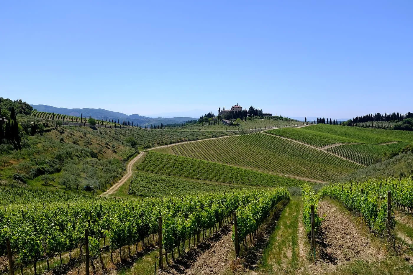 Rows of vines running down a hillside to a track, with a farmhouse and cypresses on the ridge beyond