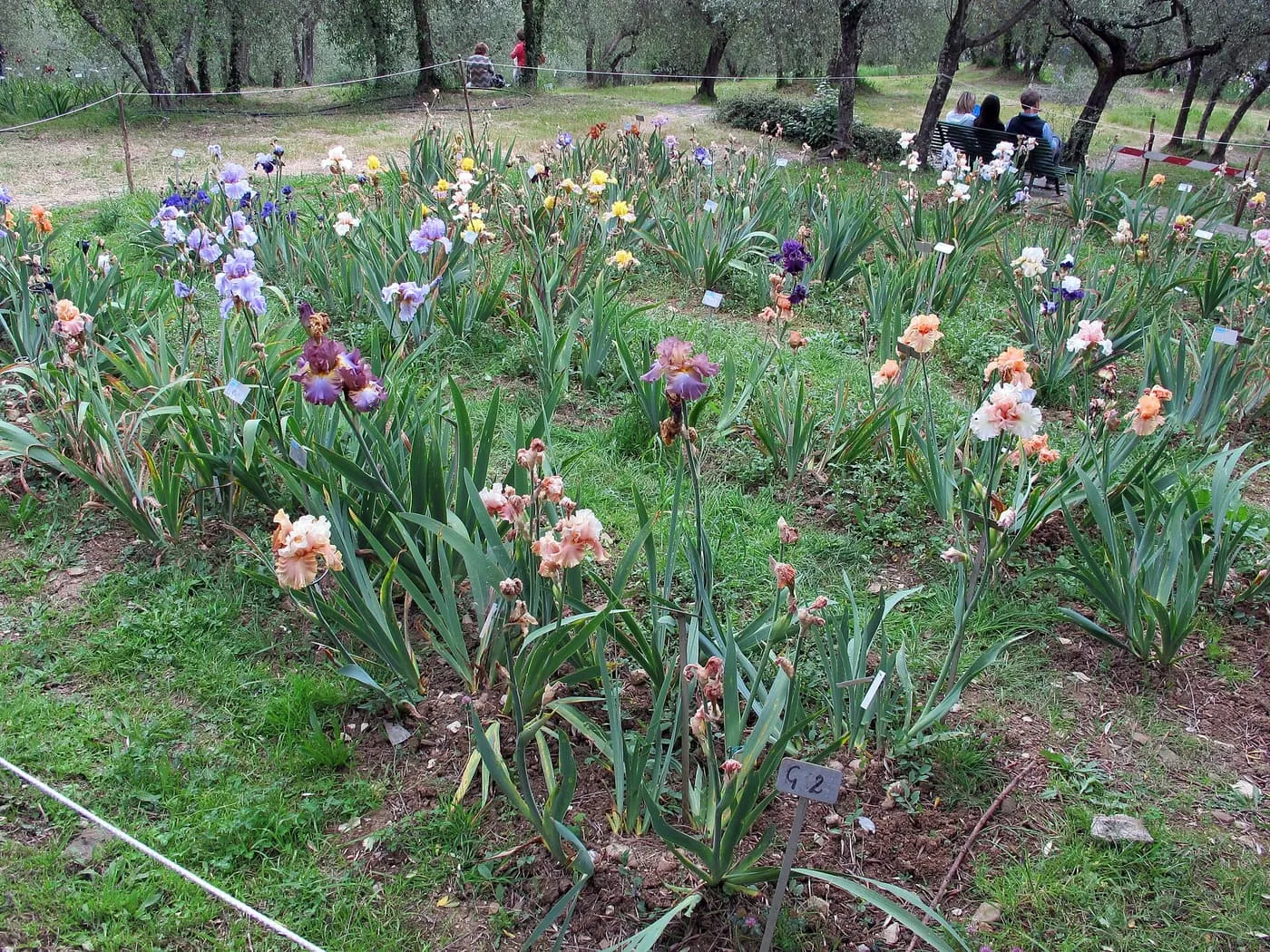 Irises in flower on a grassy slope under olive trees in the Giardino dell'Iris