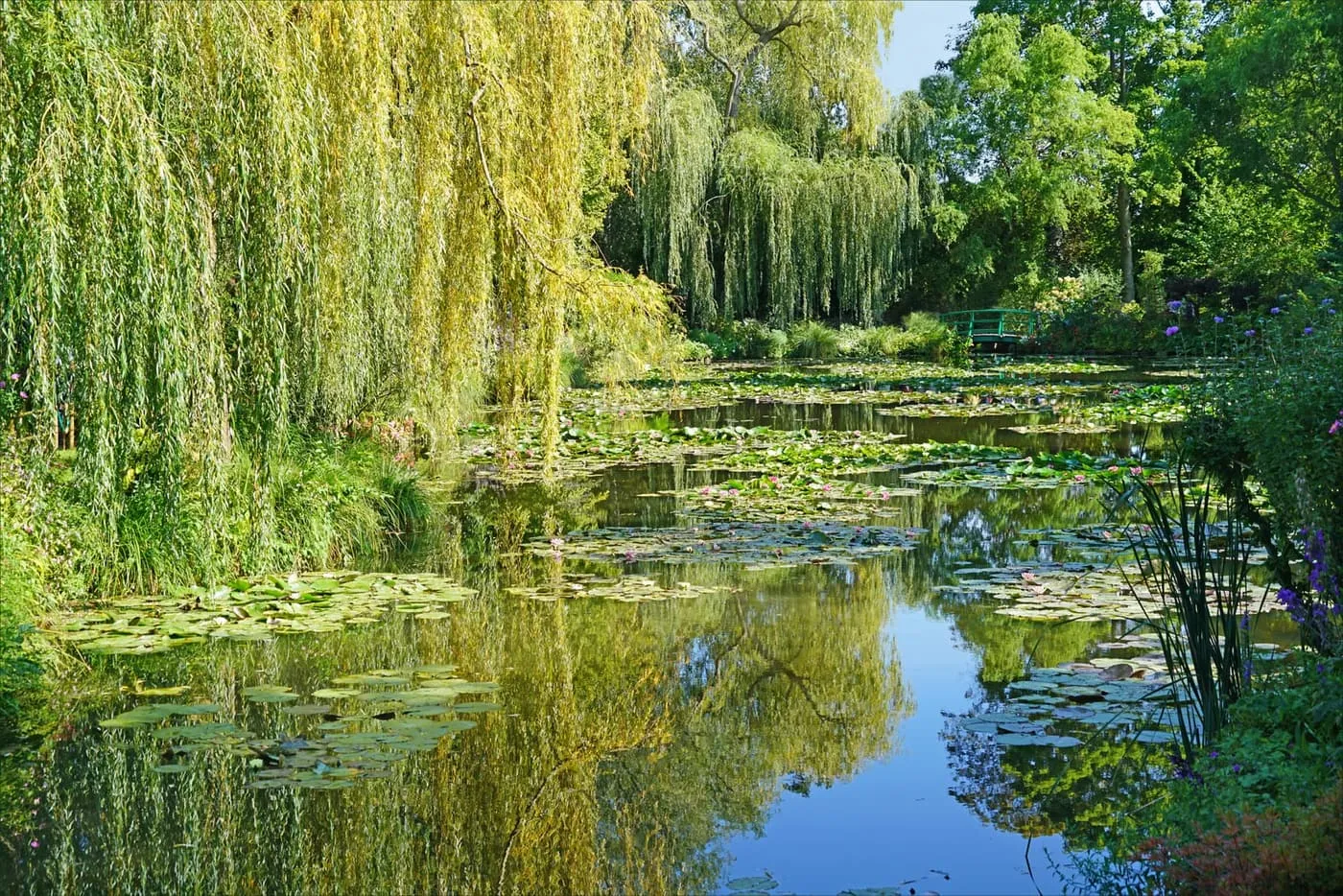 Weeping willows and water lilies on the pond in Monet's water garden, with the green Japanese bridge behind