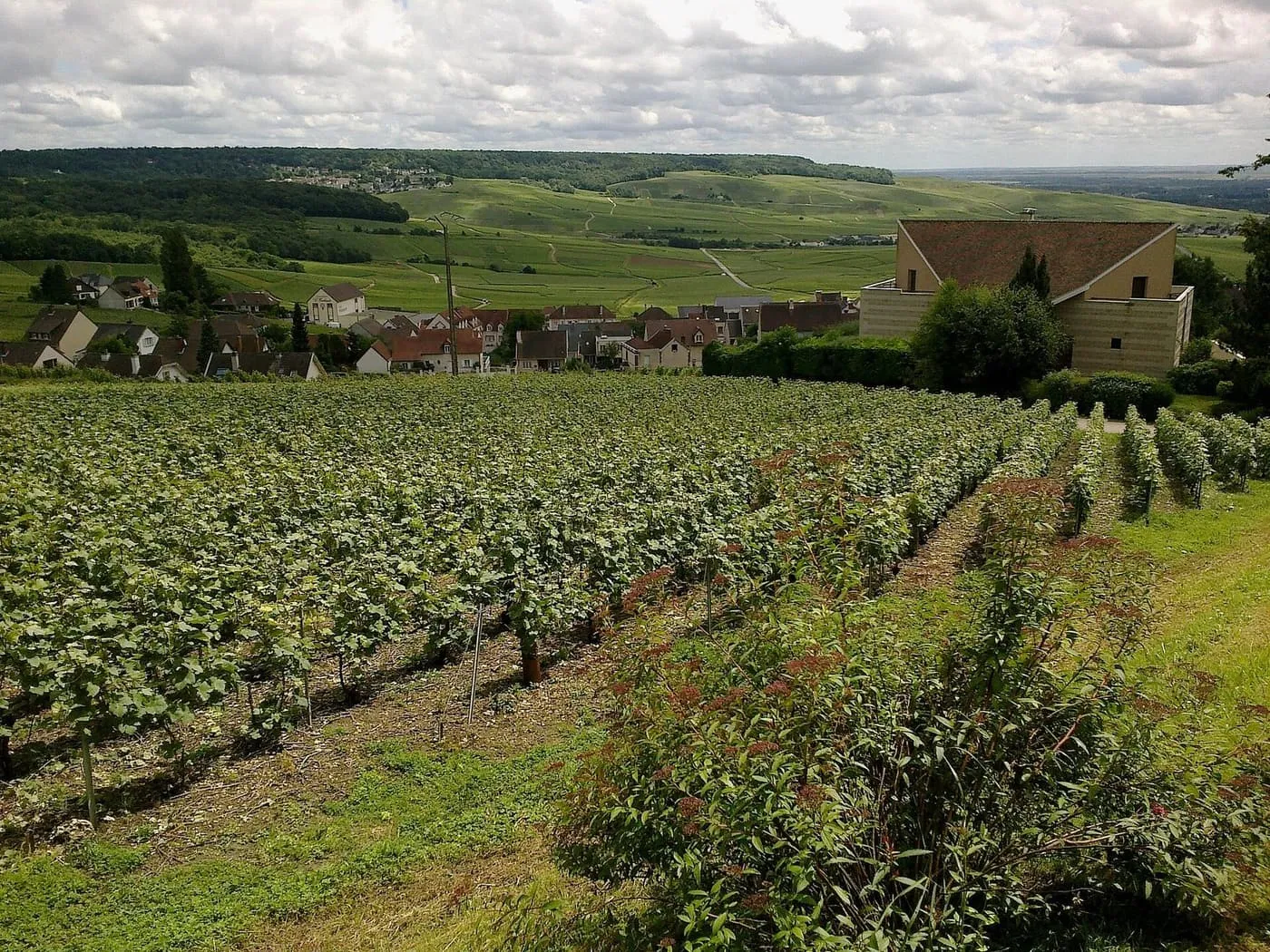 Rows of vines above the roofs of a village, with vineyard hills stretching away beyond
