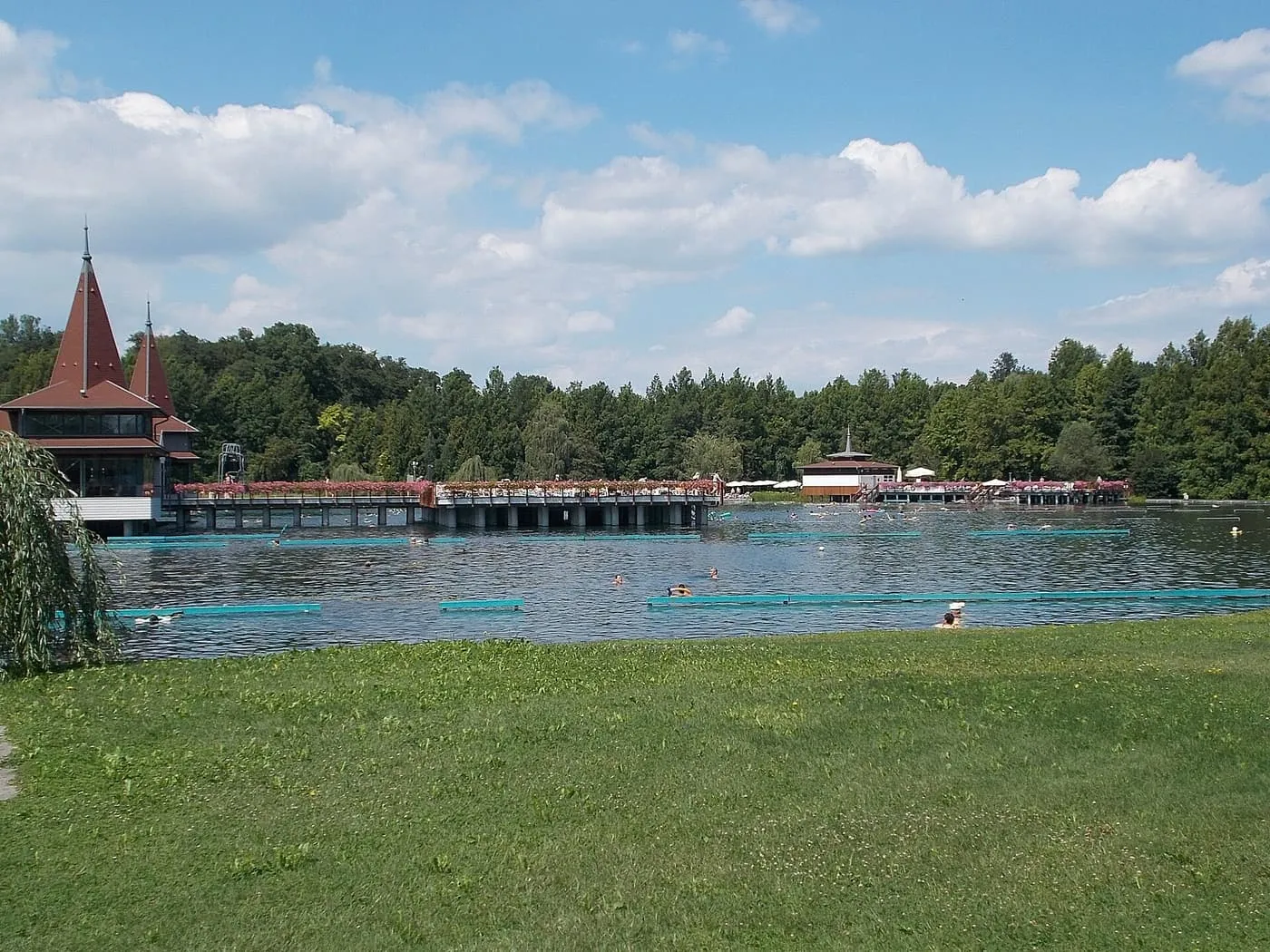 The Hévíz thermal lake seen across grass from the south shore, with pine woods behind