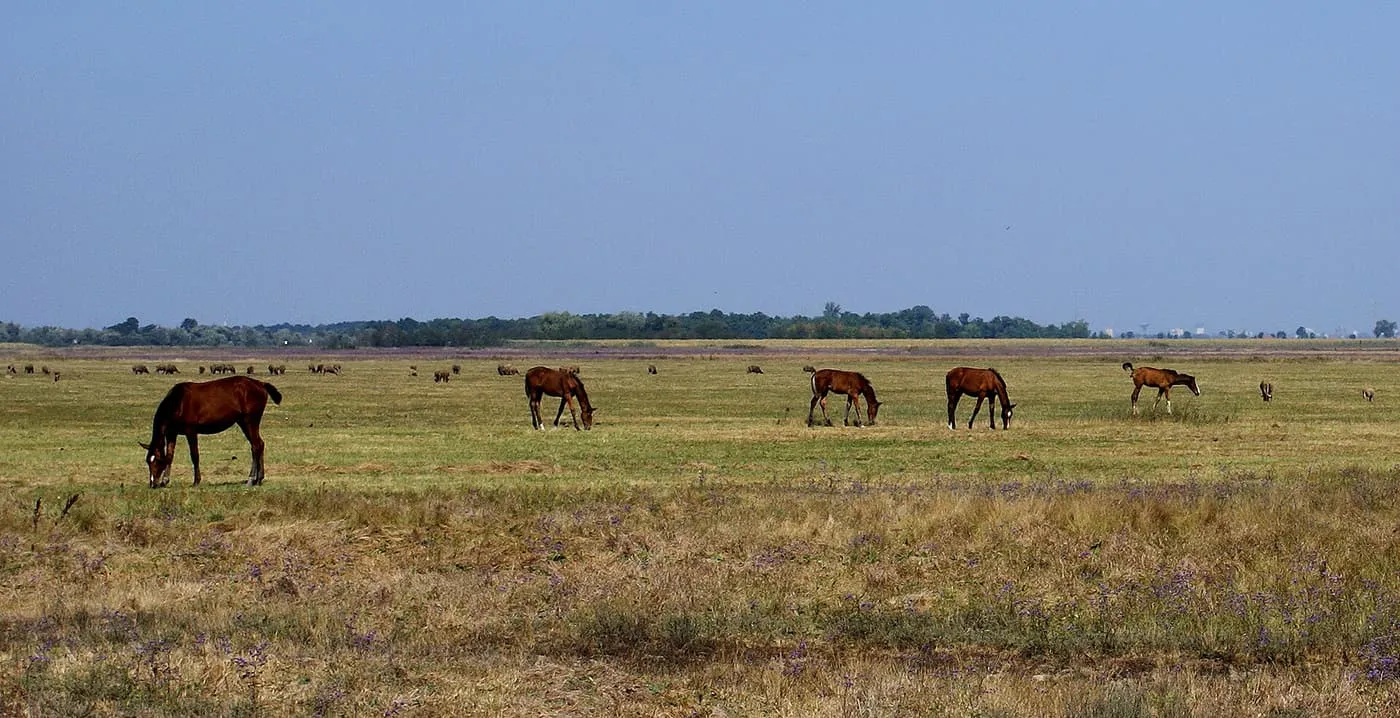 Brown horses and foals grazing on flat grassland on the Hungarian puszta