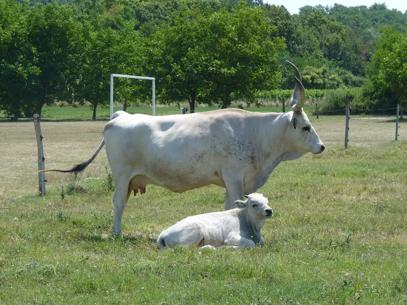 A Hungarian grey cow with long horns standing over her calf in a field