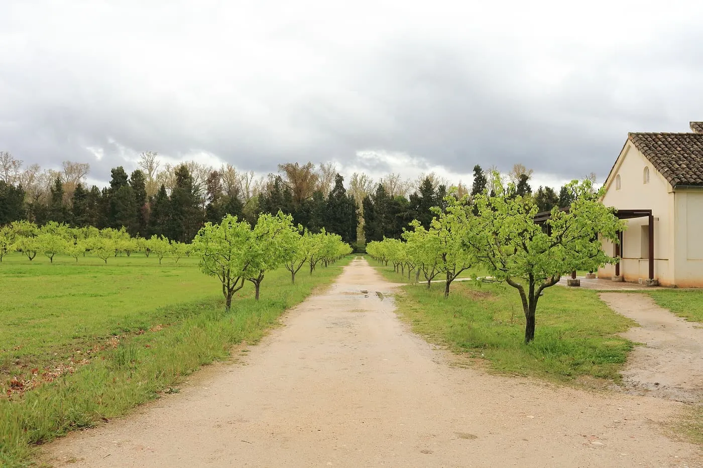 A gravel path between rows of young fruit trees in the Jardín del Príncipe at Aranjuez, with dark conifers behind and a whitewashed building at right