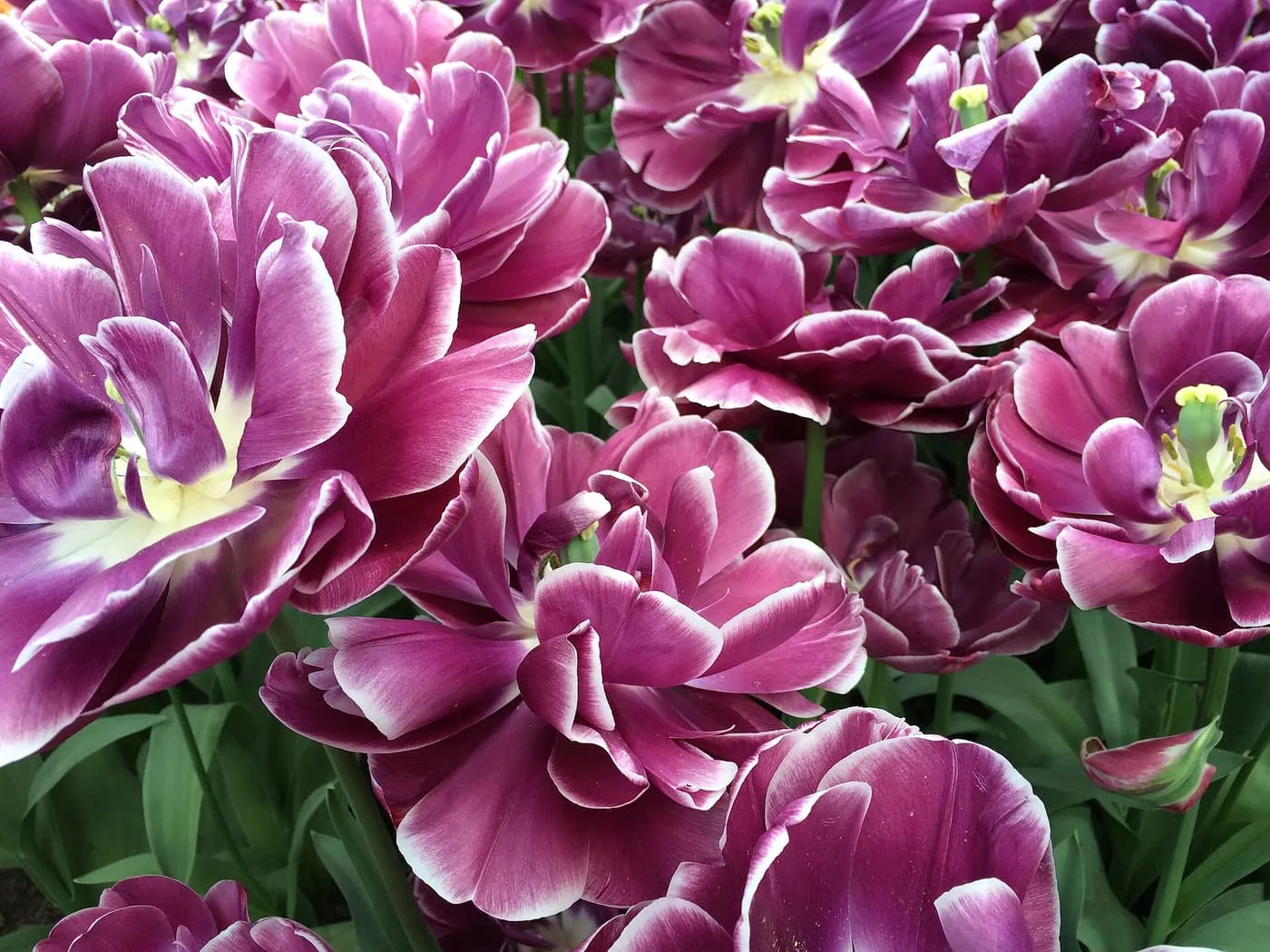 Double purple tulips in bloom at the Keukenhof gardens in the Netherlands