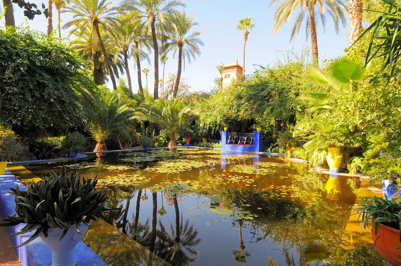 A lily pond edged in cobalt blue, reflecting palms and yellow pots in the Jardin Majorelle
