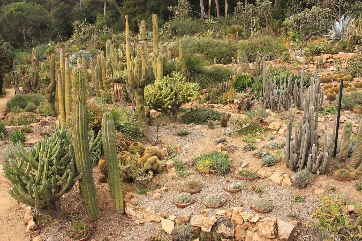 A rocky slope planted with tall columnar cacti and round barrel cacti in the Marimurtra Botanical Garden