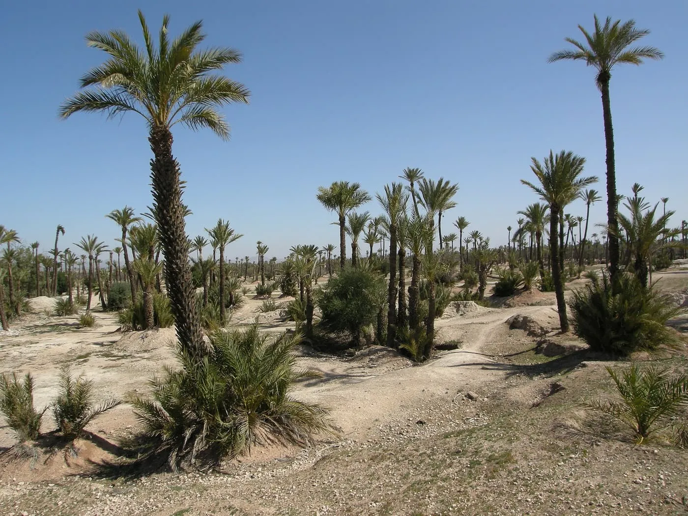 Palm trees scattered across dry, sandy ground in the Palmeraie under a clear blue sky