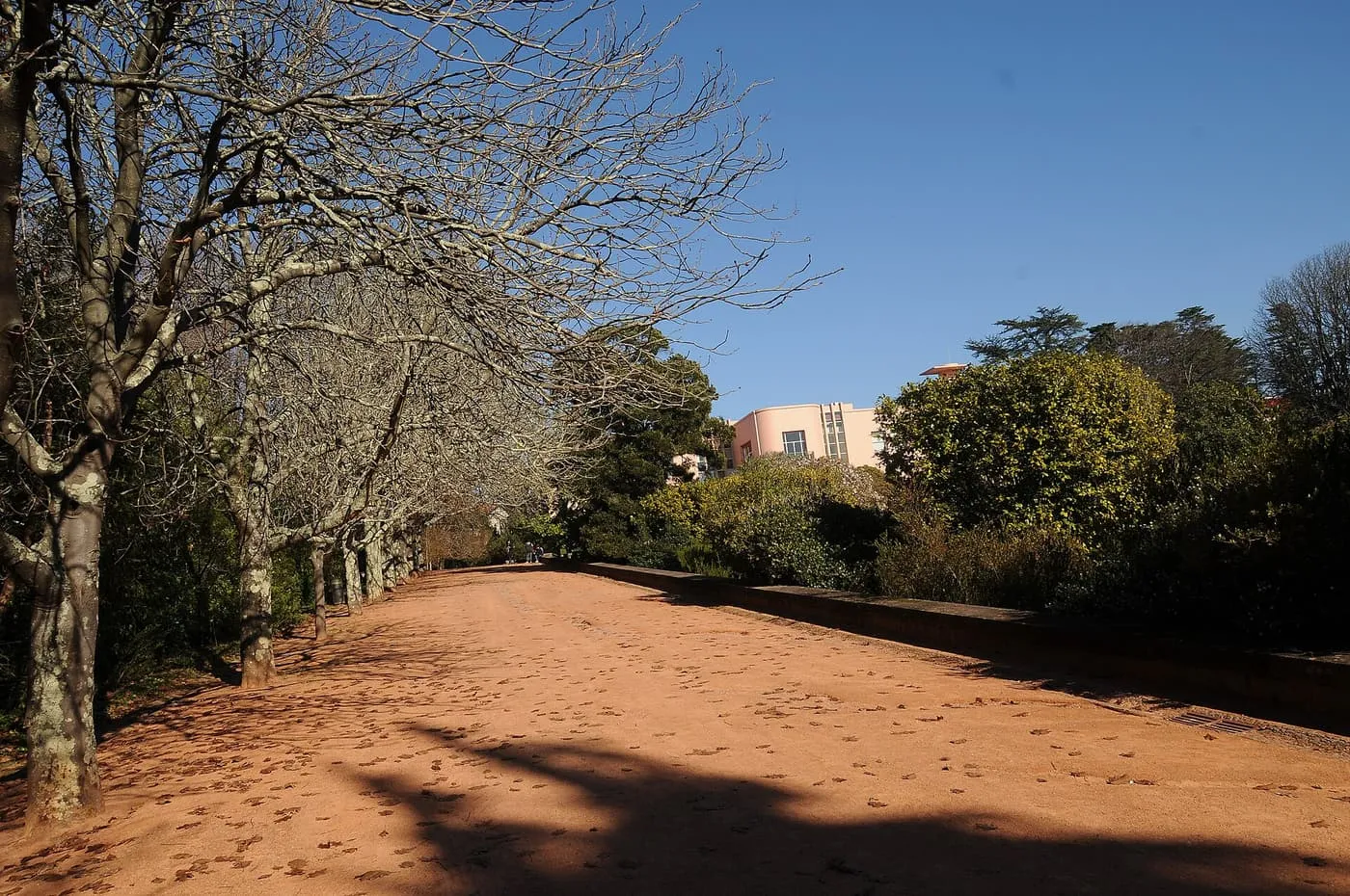 A gravel avenue lined with bare trees in the Serralves park, with the villa at the far end