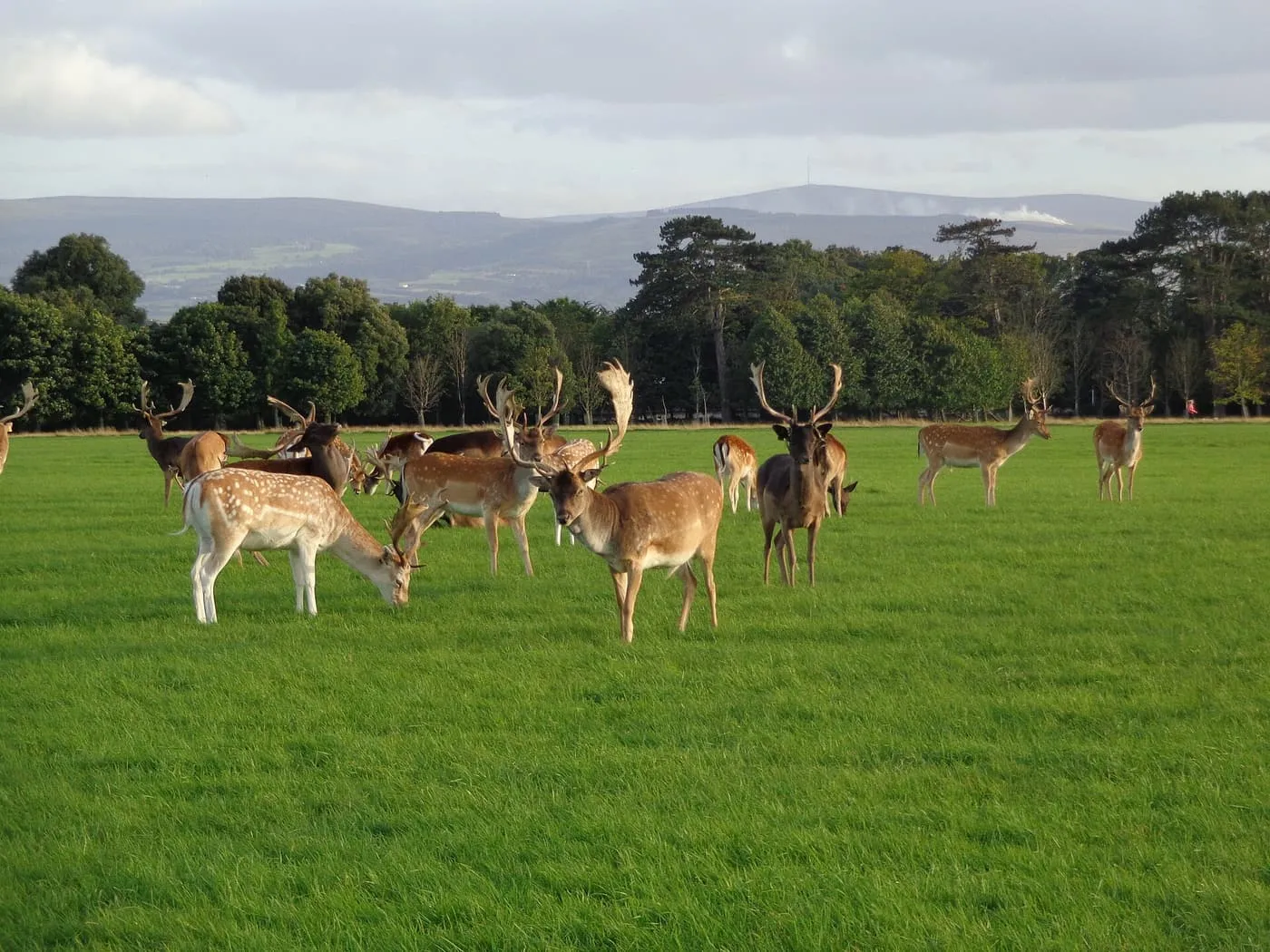 A herd of fallow deer grazing on short grass in Phoenix Park, with trees and the Dublin hills behind