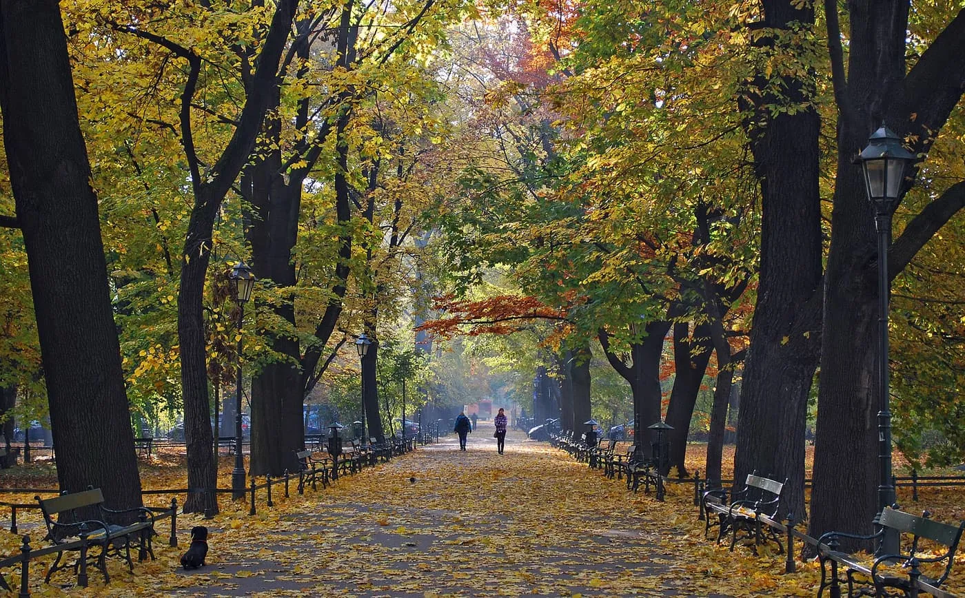 A path covered in fallen yellow leaves between rows of tall trees and benches in the Planty park, with two walkers in the distance