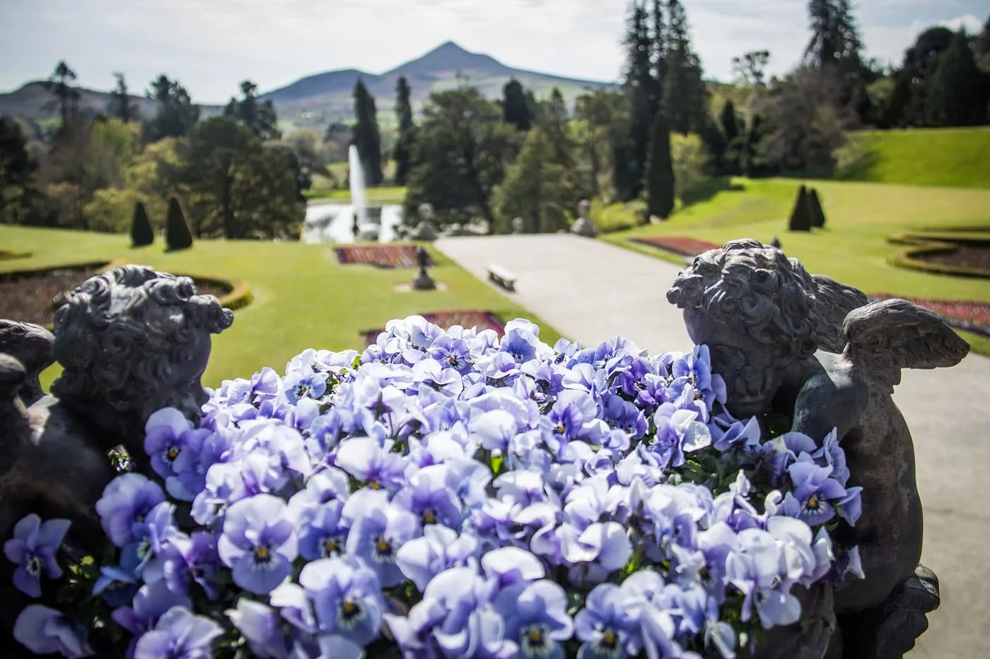 Pansies and two stone cherubs on a terrace at Powerscourt, with the garden pond, a fountain and the Sugar Loaf behind