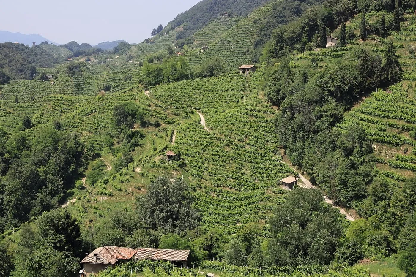 Terraced vineyards covering a steep hillside in the Prosecco hills, with farm buildings among the trees