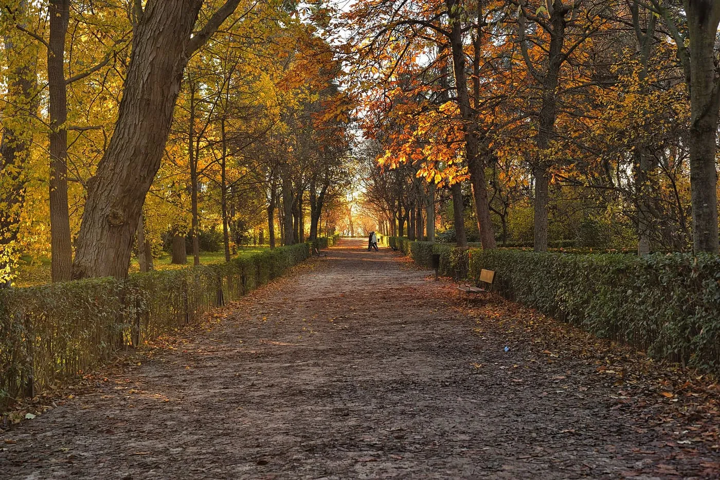 A gravel avenue in the Retiro park between clipped hedges and chestnut trees in yellow and orange autumn leaves, with a bench and a few walkers in the distance