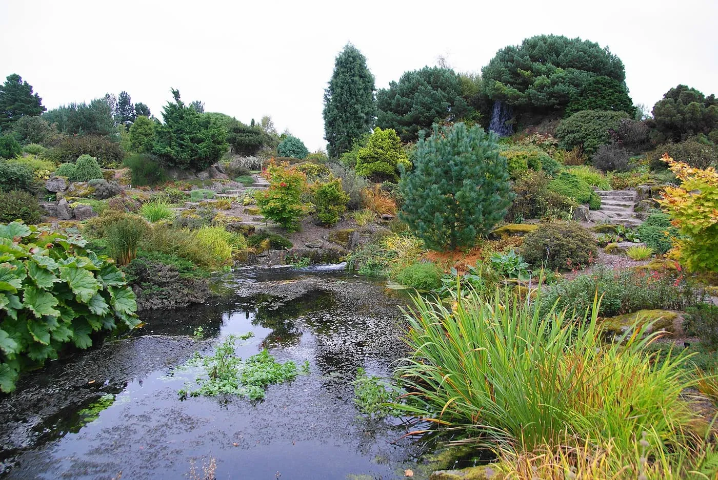 A stream and pool among conifers, grasses and stone steps in the Rock Garden