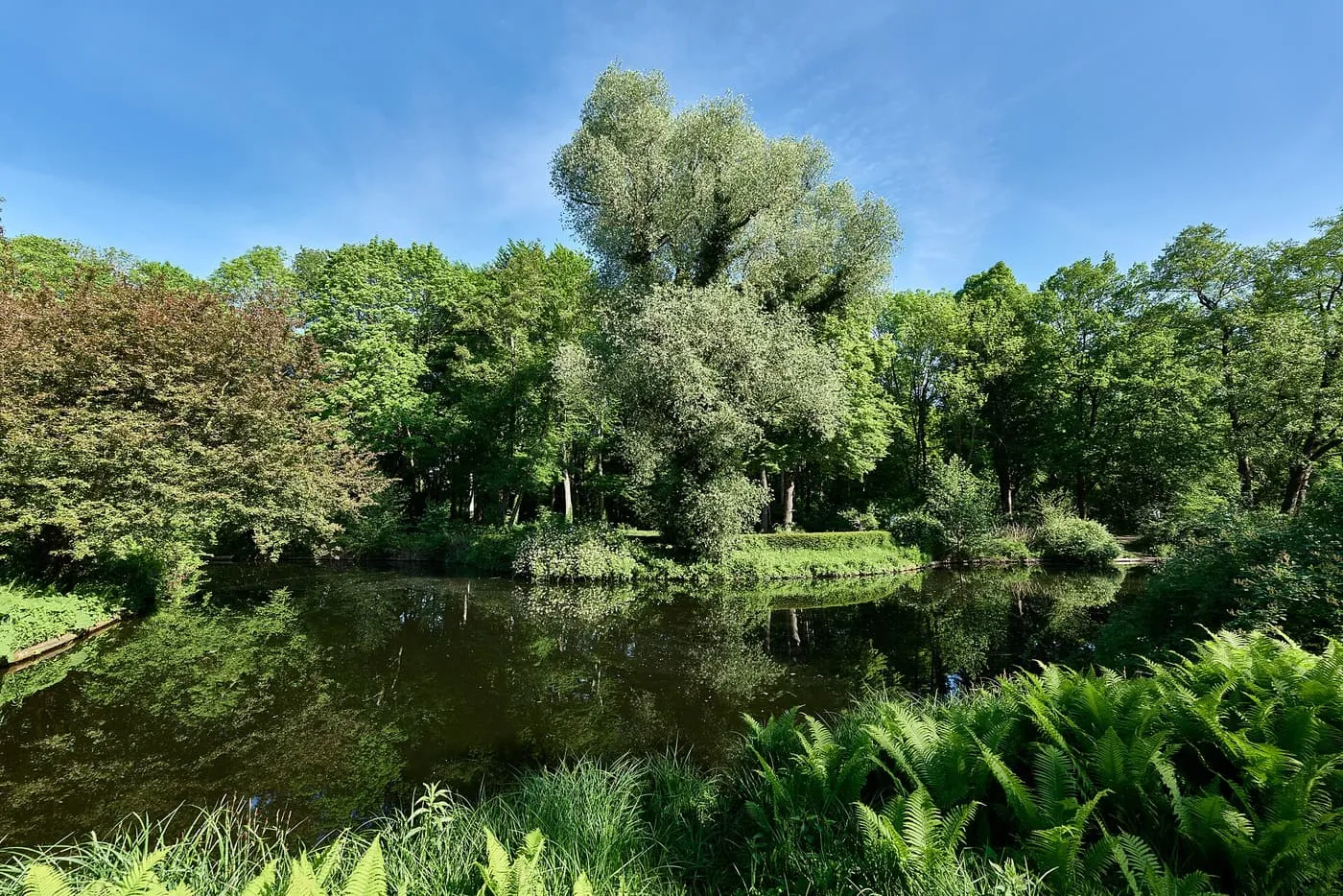 Green trees and ferns around a still pond in the Großer Tiergarten under a blue sky