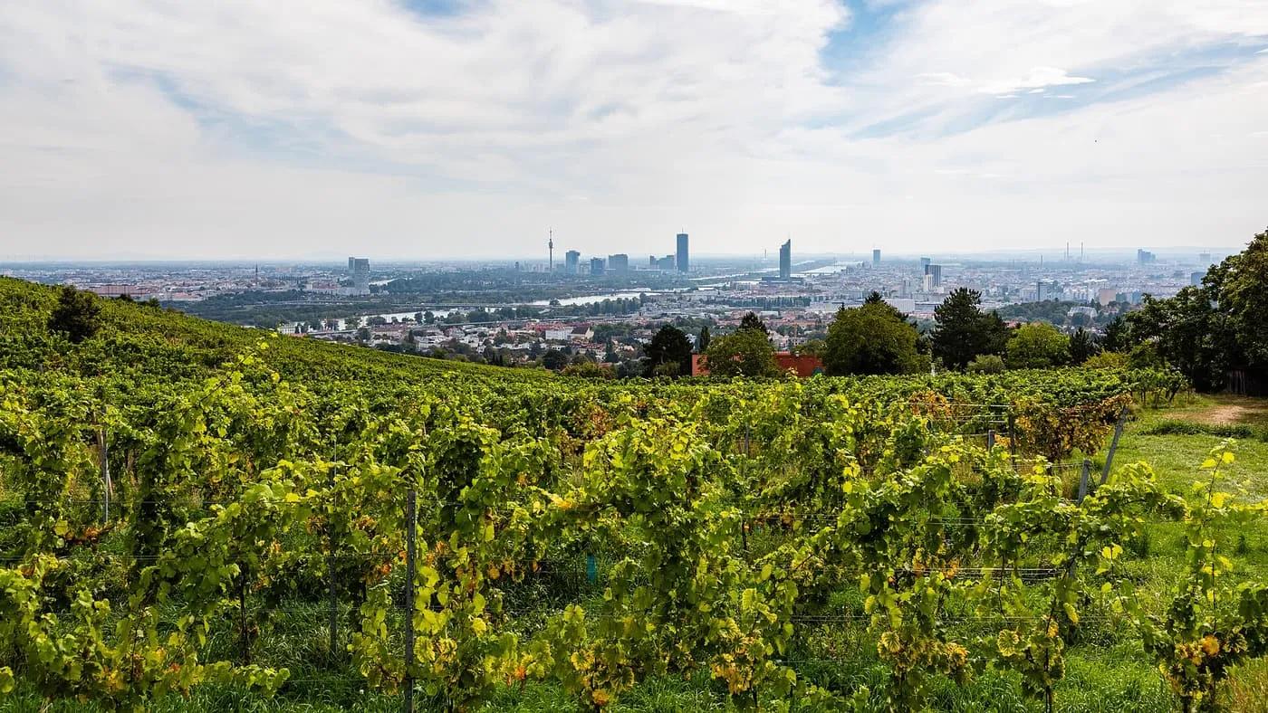 Rows of vines on a hillside above Grinzing, with the city and the Danube on the horizon under a pale sky