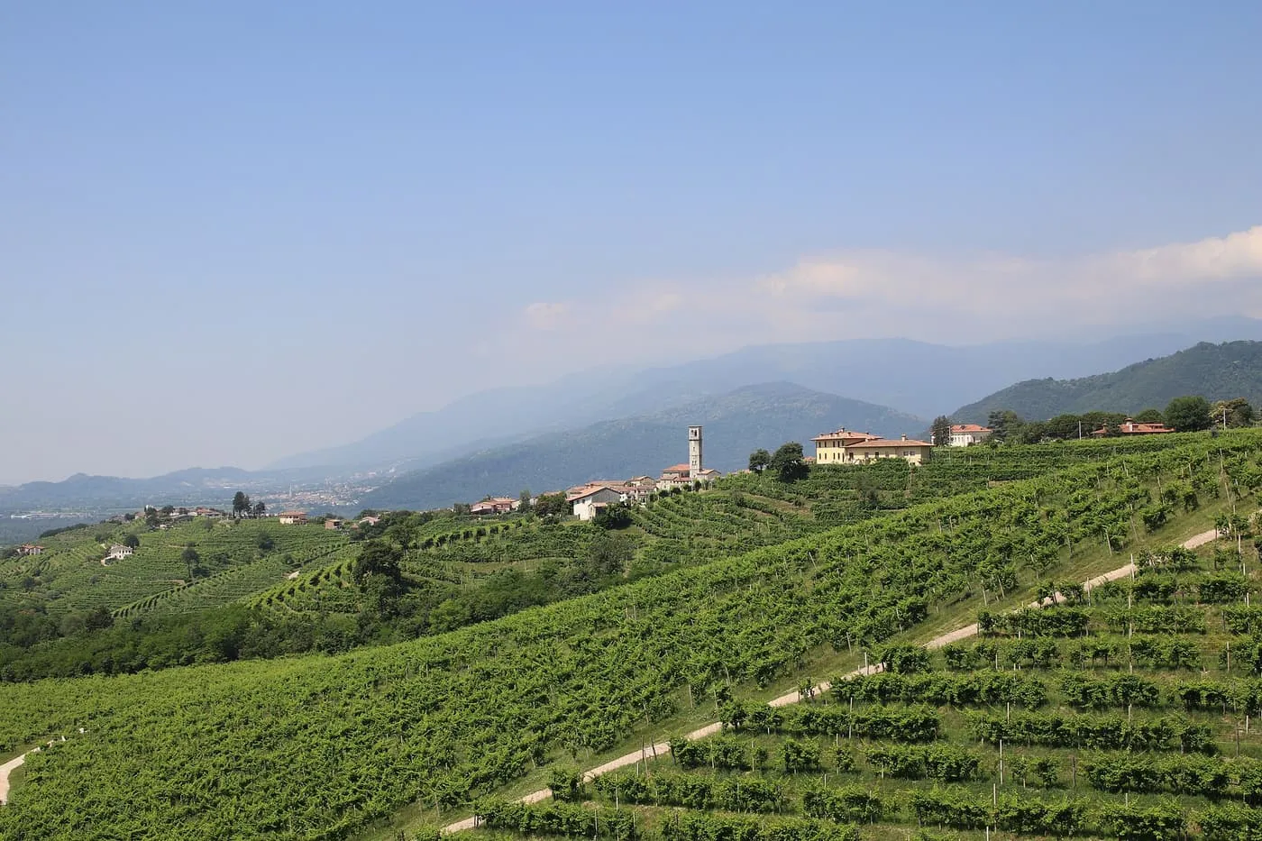 Rows of vines on a long hillside, with a small village and church tower on the ridge
