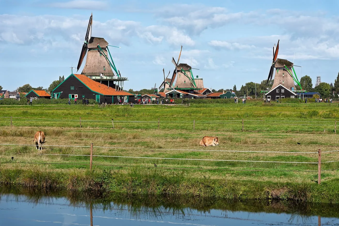 Three windmills and green-and-black wooden buildings across a field of grazing cows at the Zaanse Schans