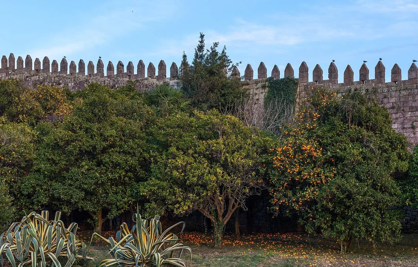 Orange trees heavy with fruit below a battlemented stone wall under a blue sky